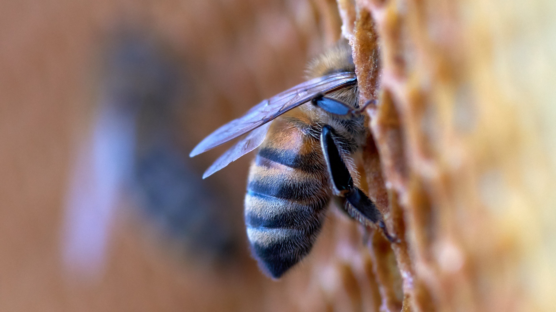 bee control service